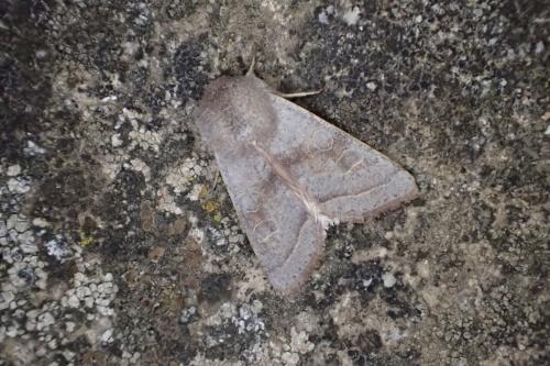 Réf. 180 460 : Orthosia opima